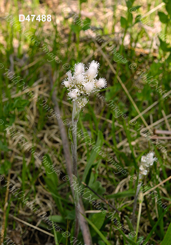 Small Pussytoes (Antennaria howellii)